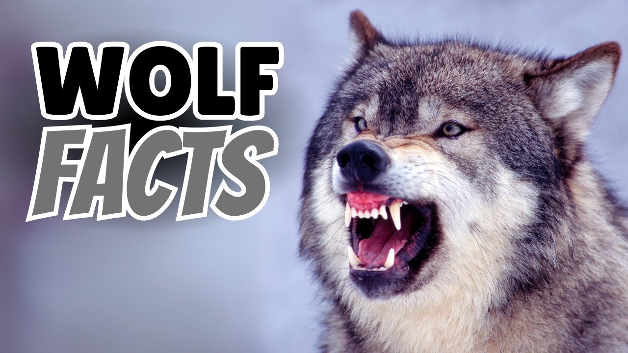 25 потрясающих фактов о волках, которые лишат вас дара речи