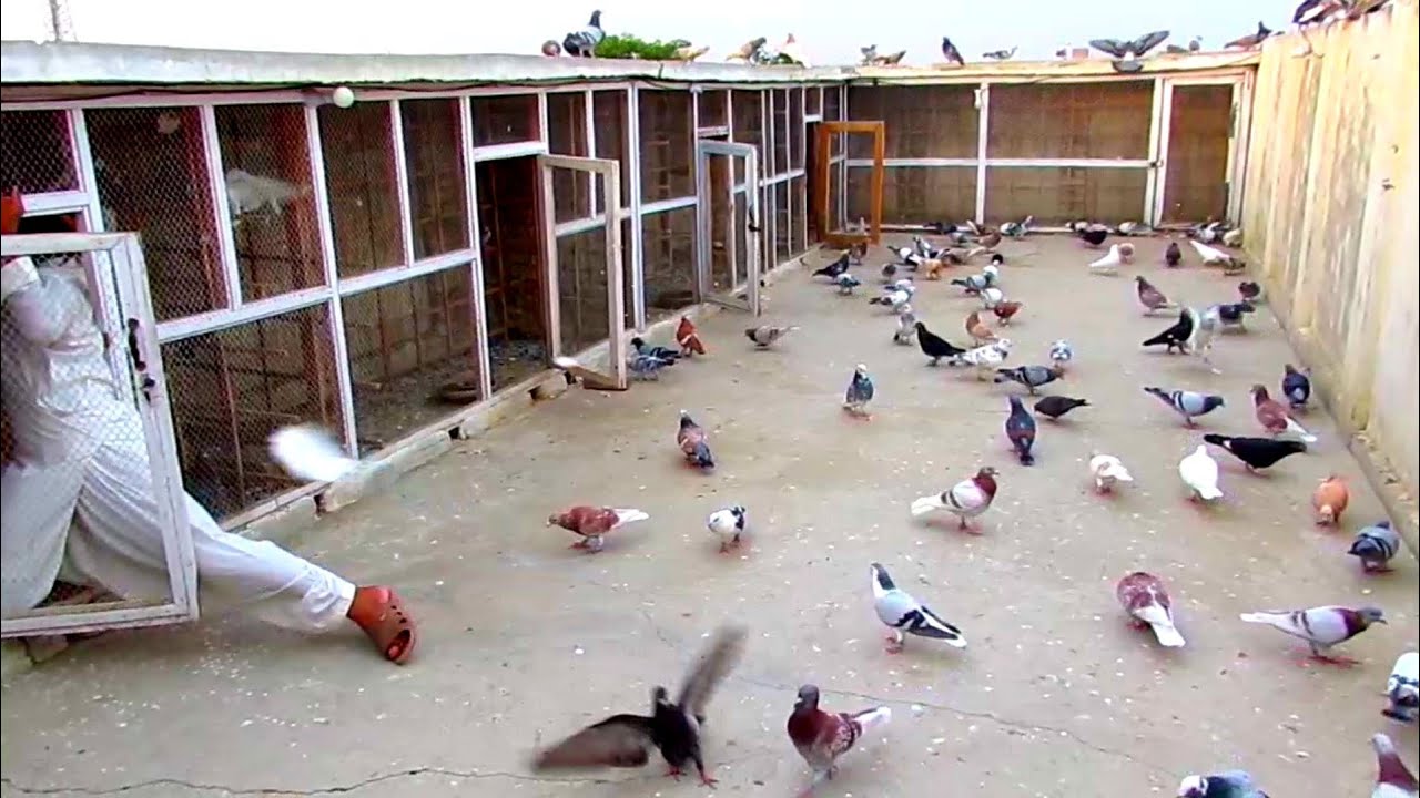 Saifullah ke kabootar ki video beautiful pigeons video kabootar bazi video