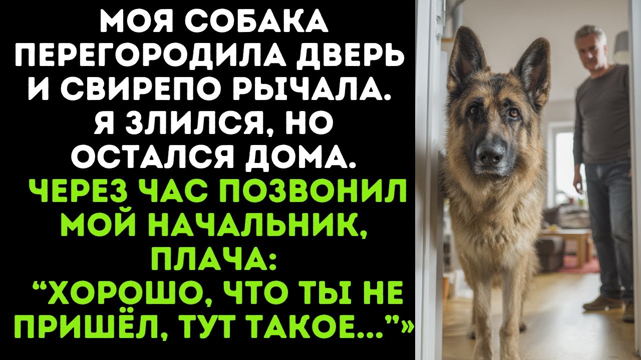 Моя собака перегородила дверь и свирепо рычала. Я злился, но остался дома. Через час позвонил