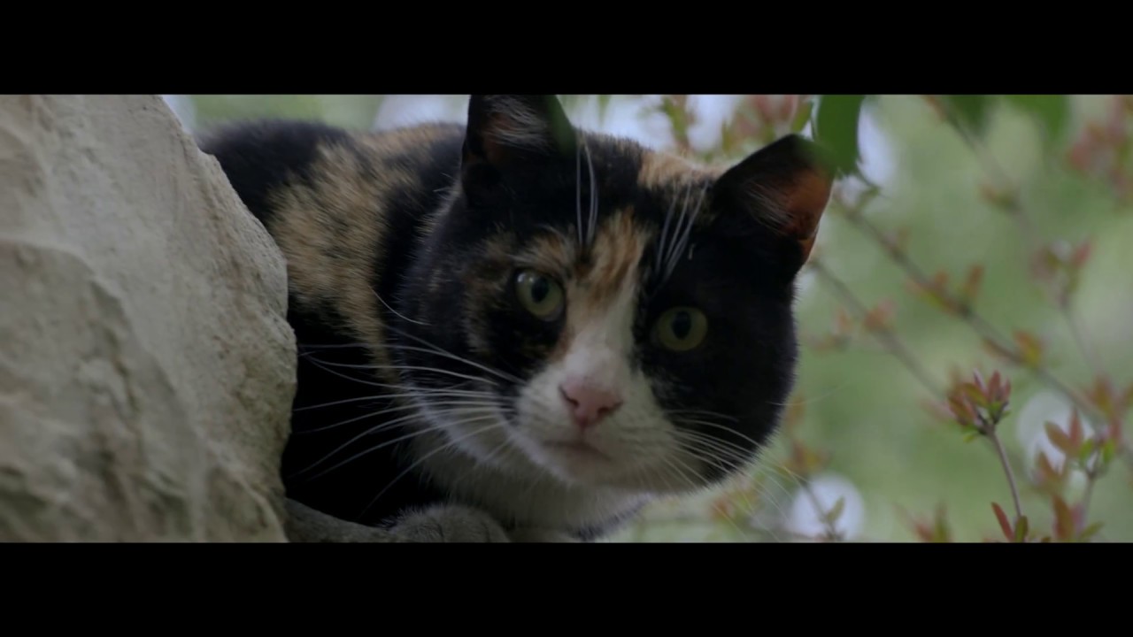 CoolCat (Red Epic / Arri Ultra Prime lenses / CNF film equipments)