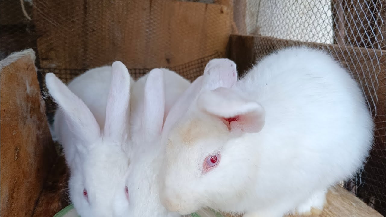 Продам Кролика🐇🐰, от 50К до 100К @brownrabbit