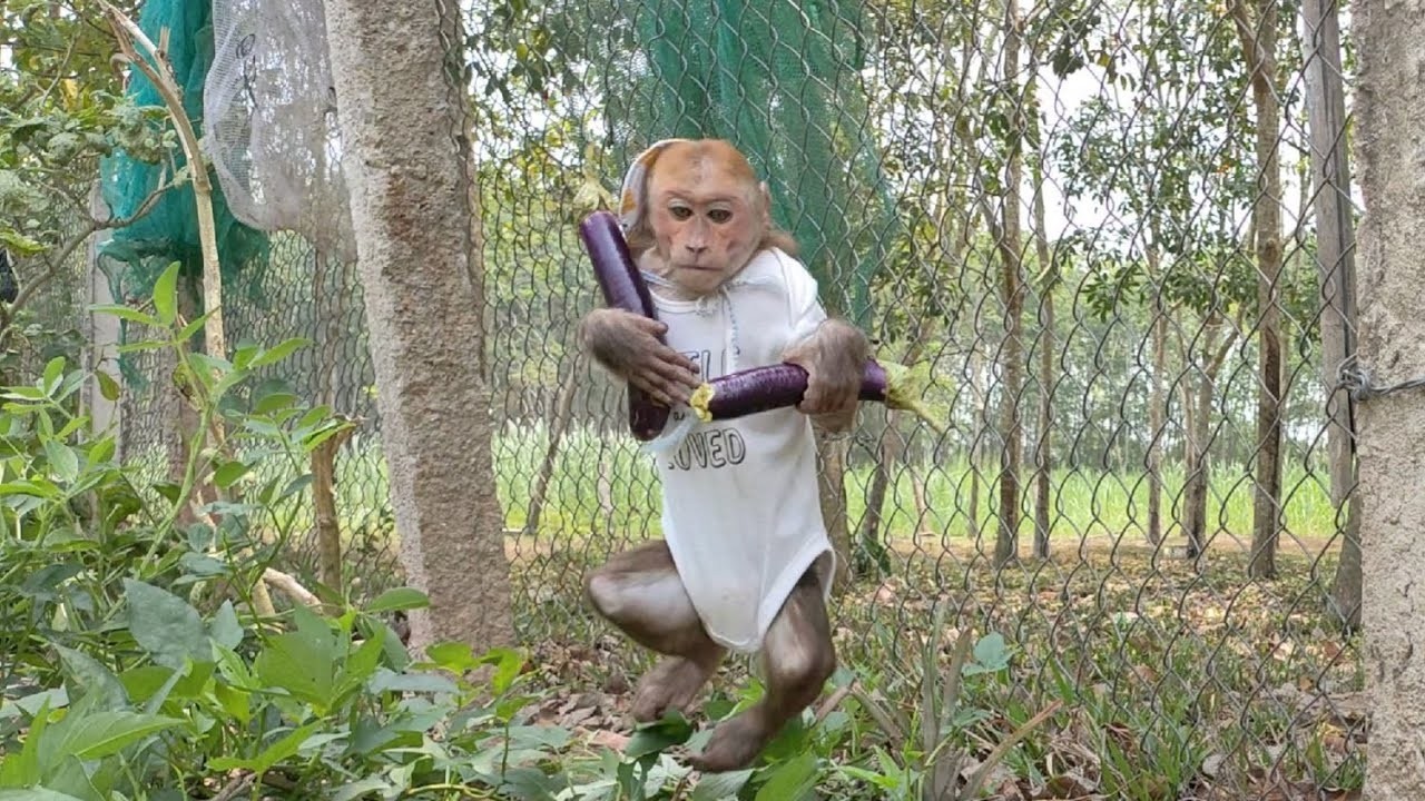 Monkey Kuku waits for Mom to drink water and helps Mom pick eggplant
