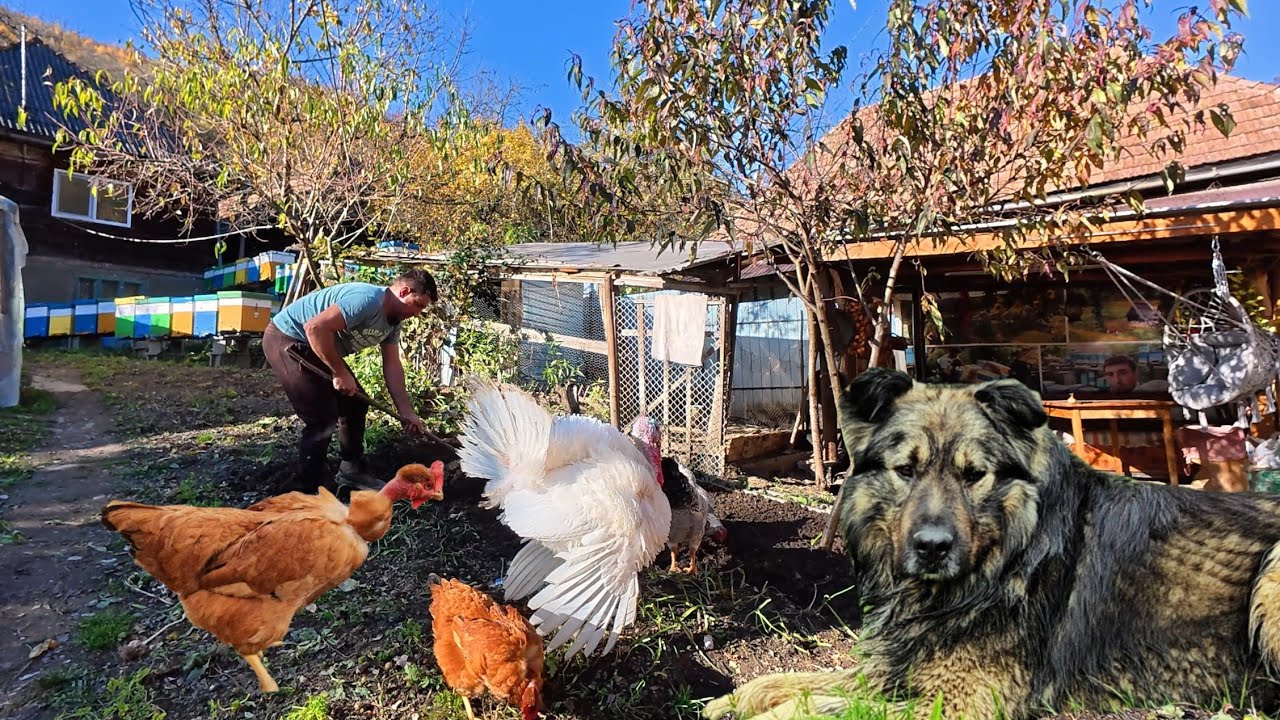 День жизни в горах: строительство, приготовление пищи и уход за животными