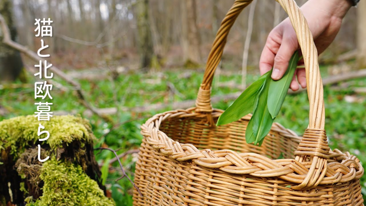 Жизнь в Скандинавии 🌿 Найди черемшу в шведском лесу / Наслаждайся весенним пикником