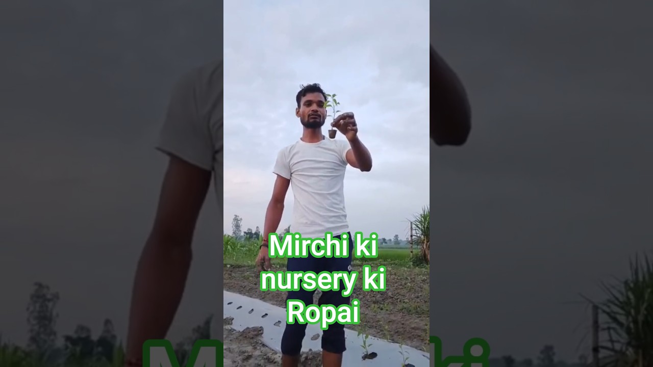 mirchi ki nursery ki ropai