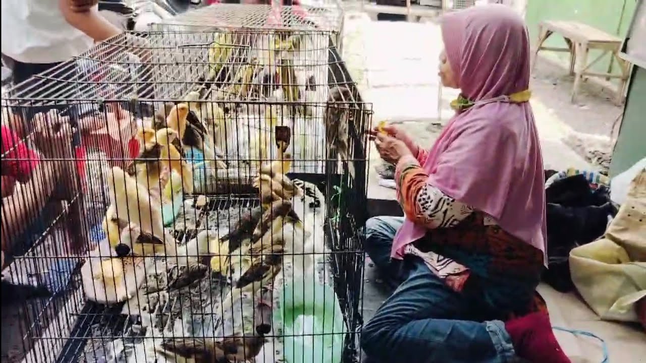 DARI KOTA MALANG IBU INI JUALAN BURUNG KENARI DI PB KUPANG SURABAYA
