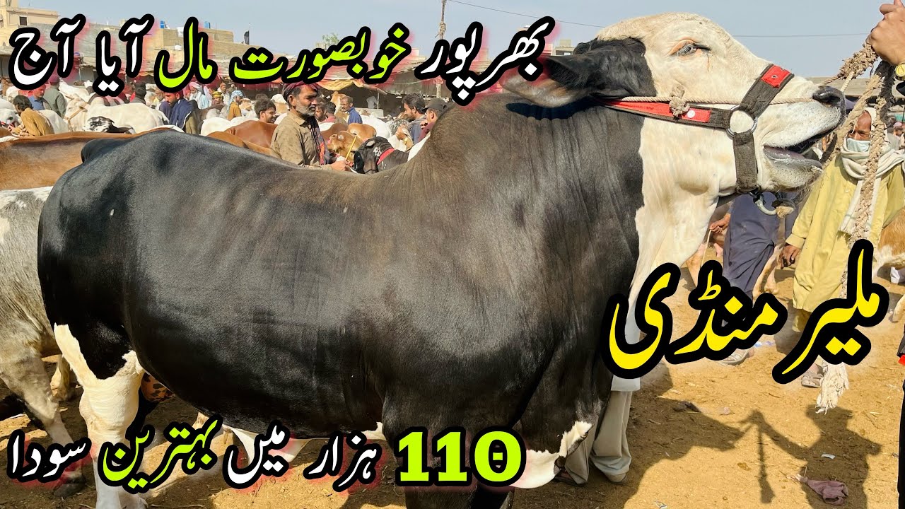 Malir Mandi Karachi Cattle Rates Update | 28 February 2024 |  Cow Mandi 2024