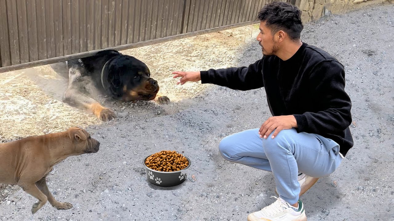 Alimentando a los perros de la calle afectados por el huaico