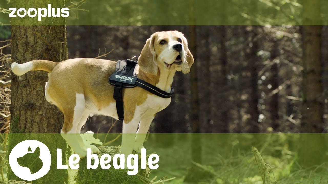 Portrait du Beagle : tout savoir sur son caractère et son mode de vie |  Magazine zooplus