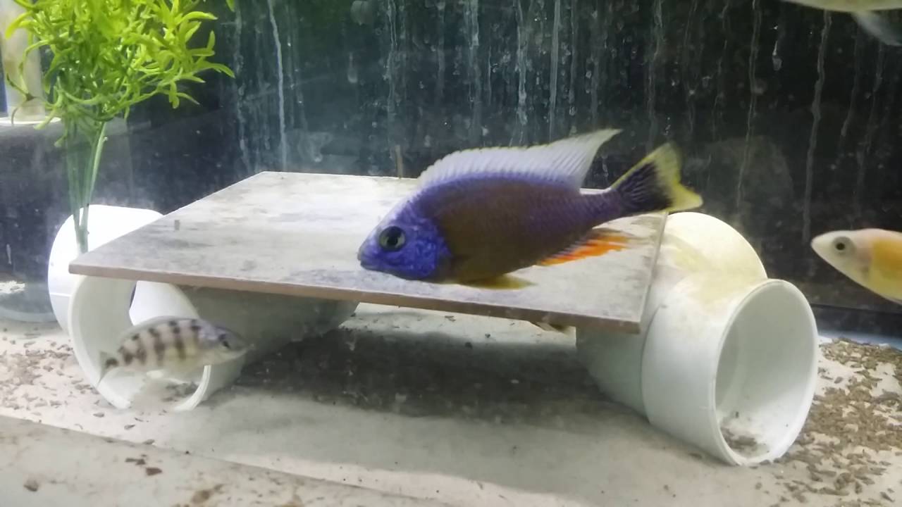 Protomelas Steveni Taiwan Reef