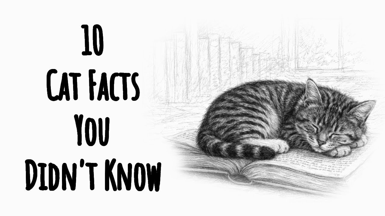The Hidden Truth About Cats: 10 Facts That Change Everything