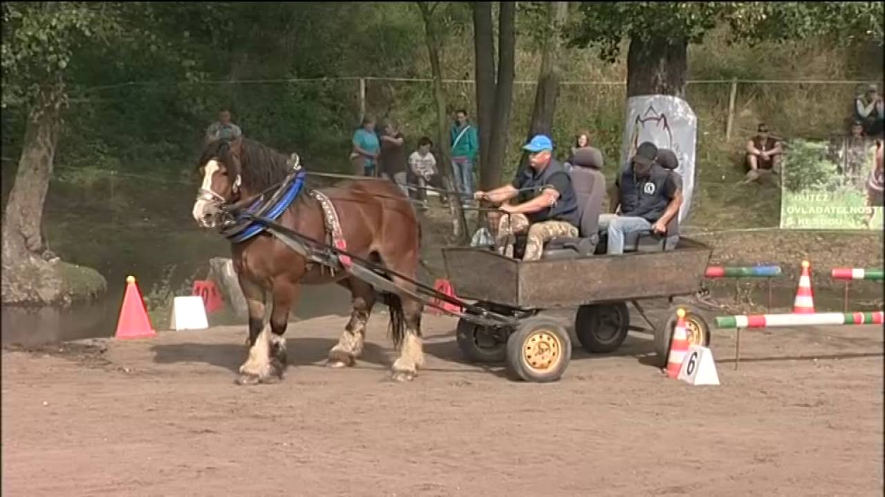 Vozatajská jízda - Video z MČR chladnokrevných koní 2016 jednospřeží