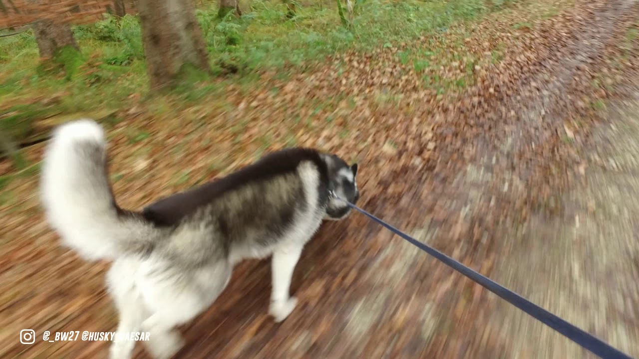 Training für Zughundesport - So haben wir begonnen