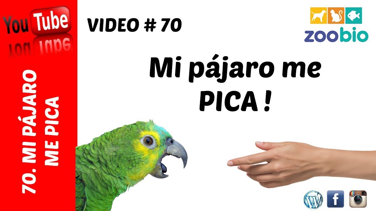 Mi pájaro me pica - Soluciones!