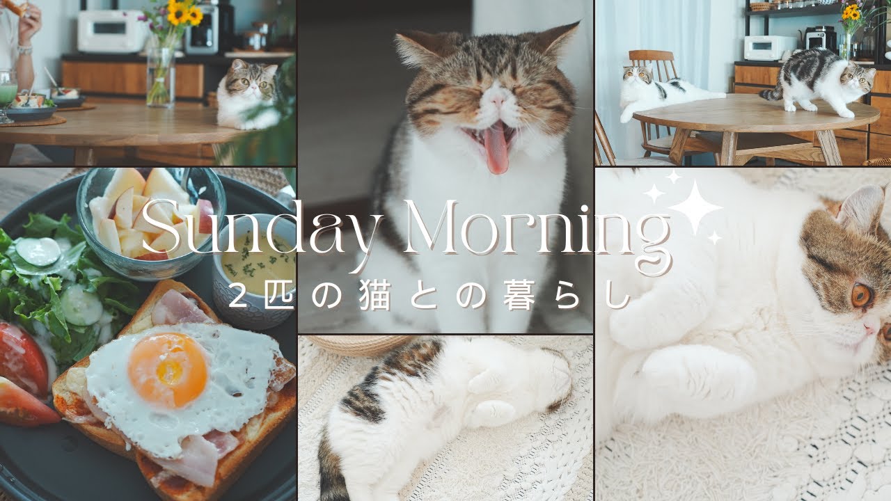 【2匹の猫とのモーニングルーティン】