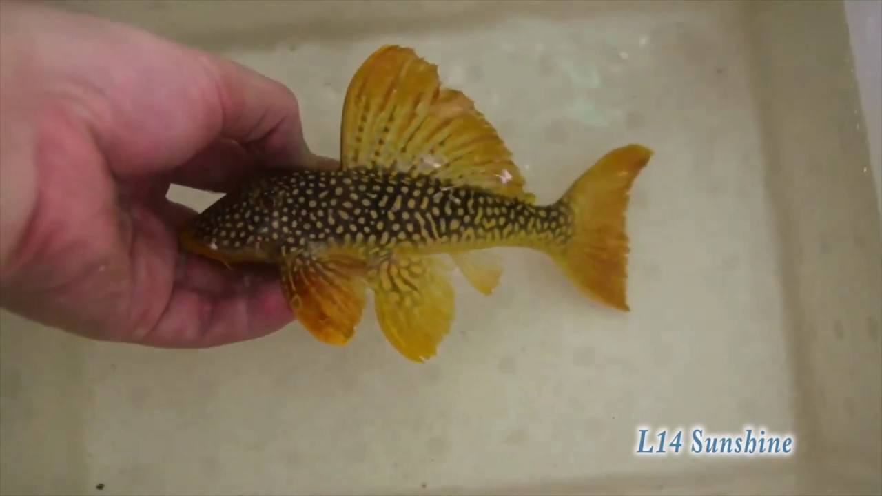 TỐP 12 loại cá lau kiếng Pleco siêu đẹp #kenhthuysinh p4