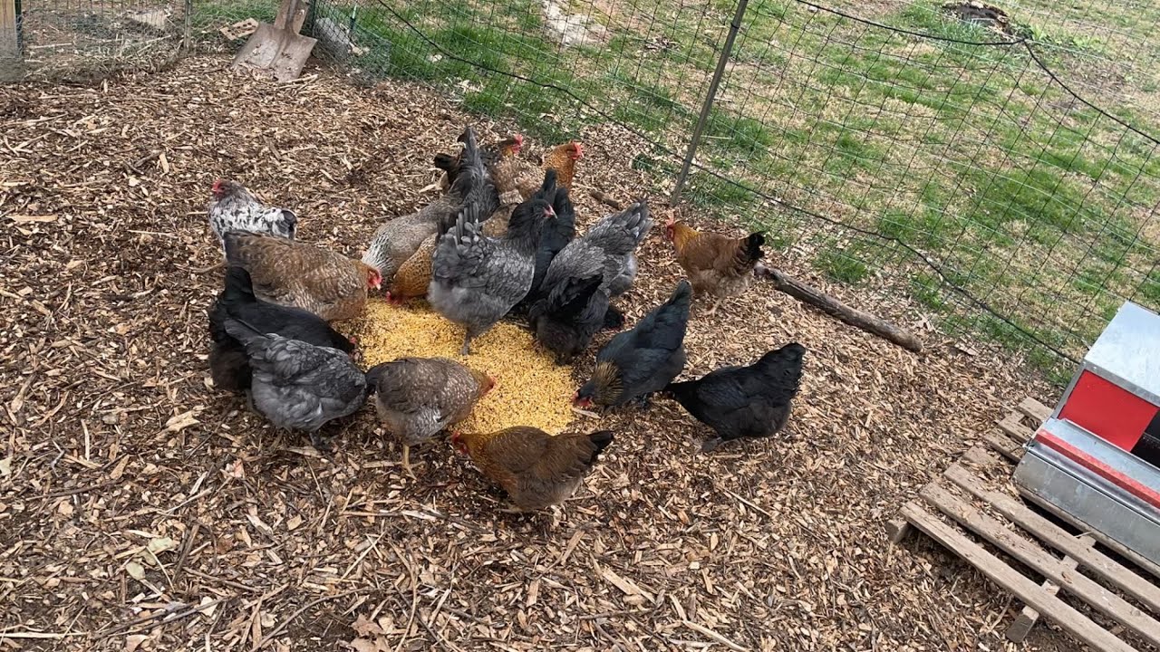 Fermenting Chicken Feed and more// Building Chickens Immune Systems//