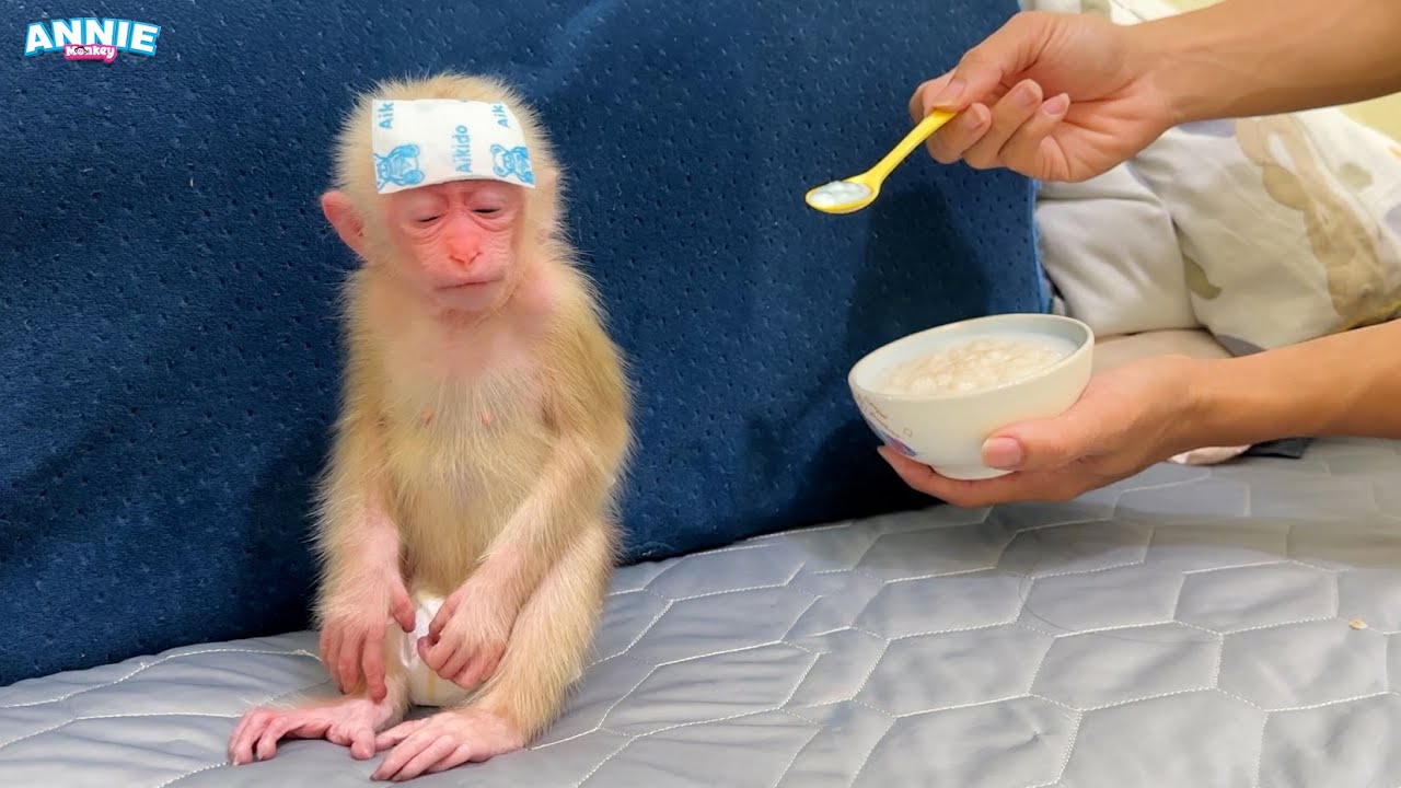 Dad takes care of sick baby monkey Annie