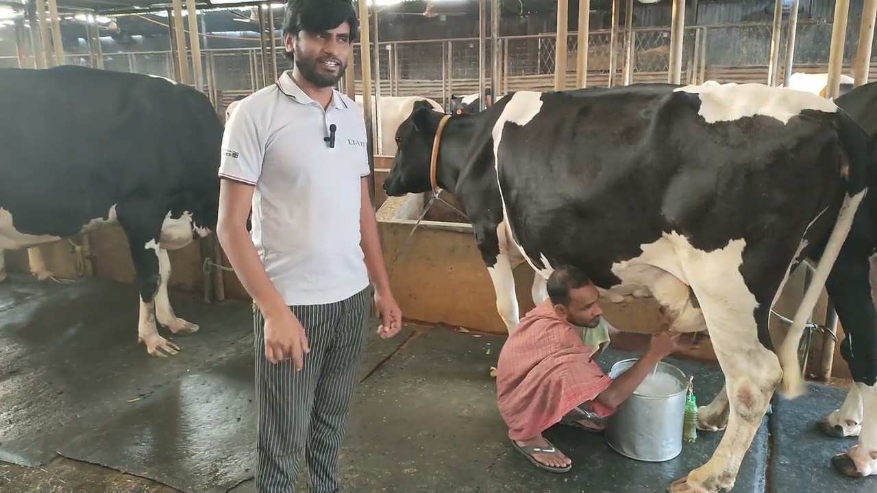 জাকের ডেইরী ফার্ম থেকে ভালো ও উন্নত মানের গাভী কিনতে দেখুন পুরো ভিডিওটি