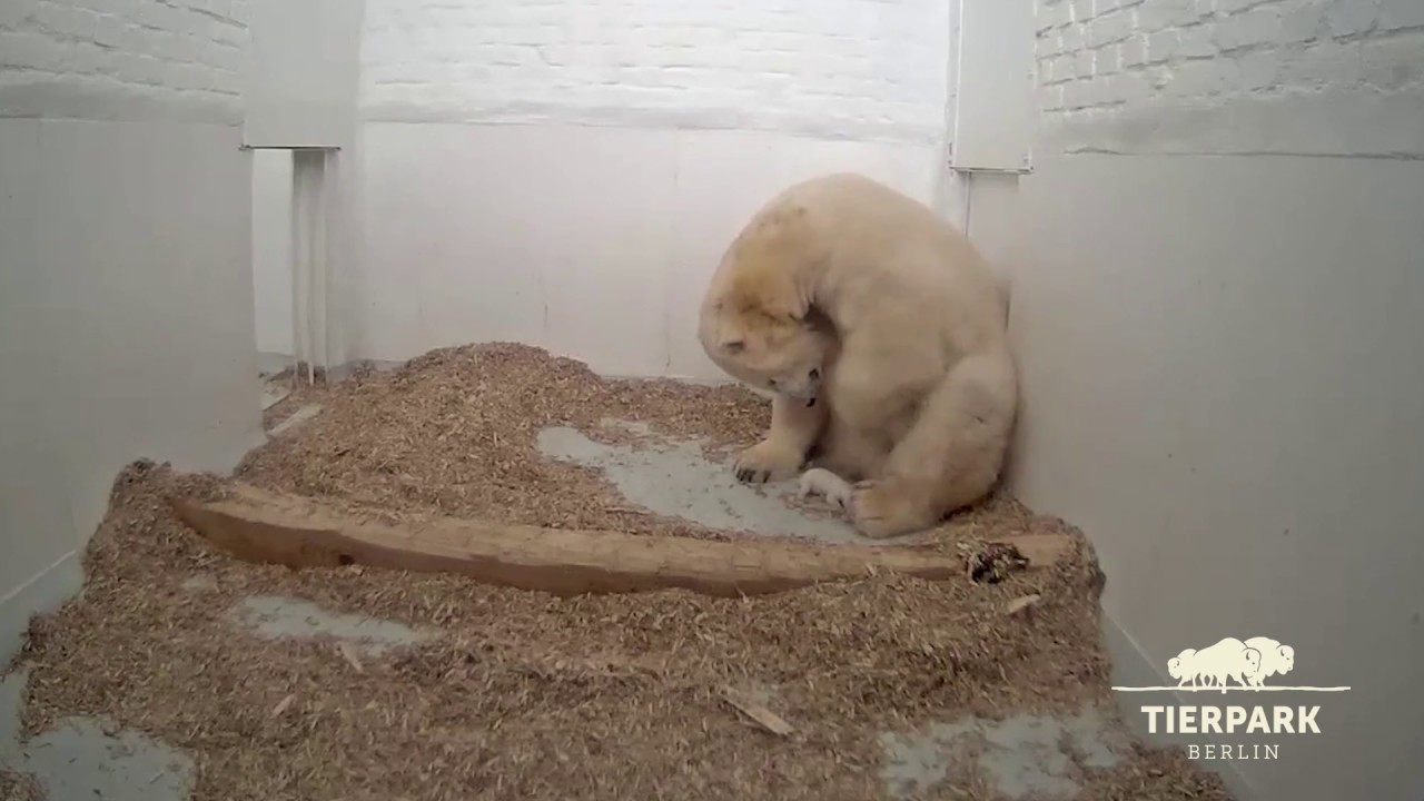 Der kleine Eisbär wächst - Little polar bear is growing
