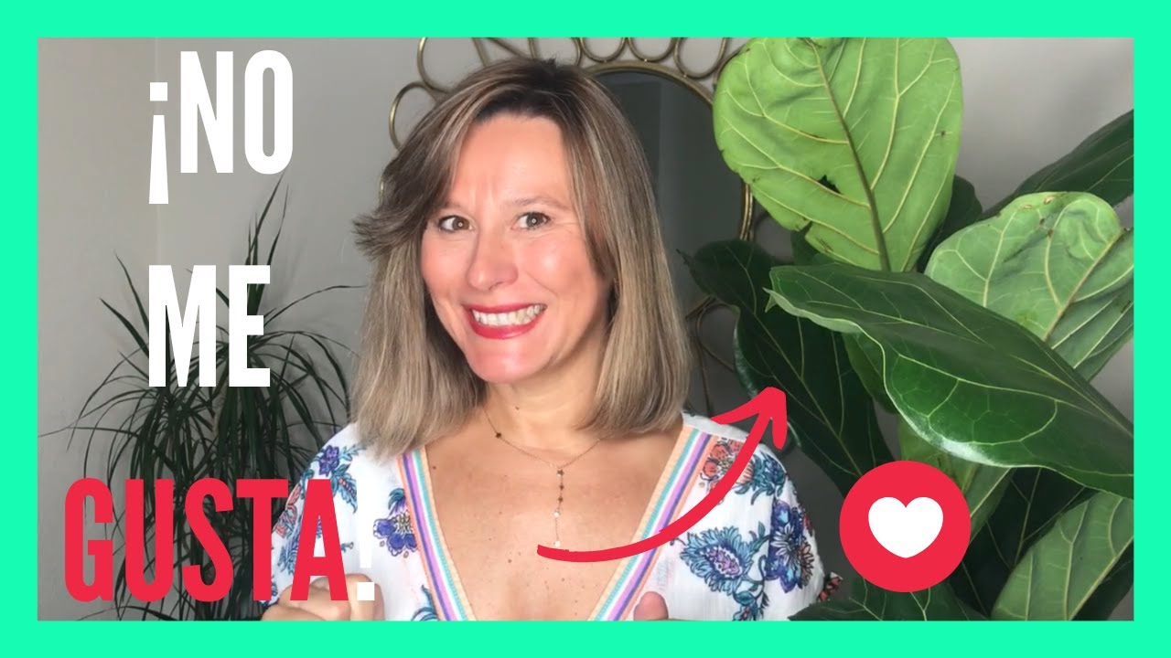 ❤️ Cómo Ramificar un Ficus Lyrata ➡️ Te Muestro cómo lo hago