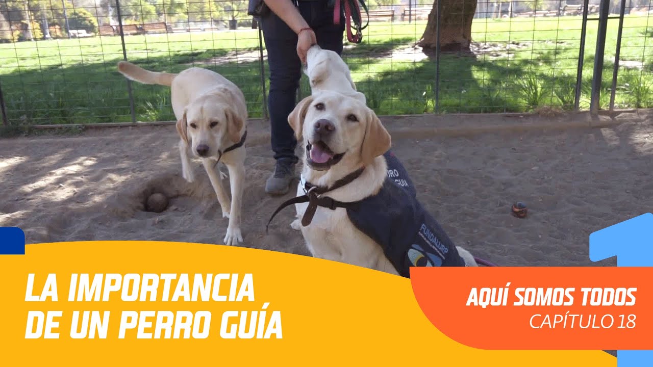La importancia de un perro guía | Aquí somos todos