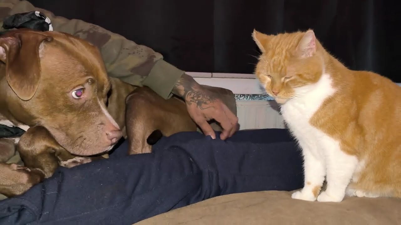 😼🐶Best friends ❣️🐾