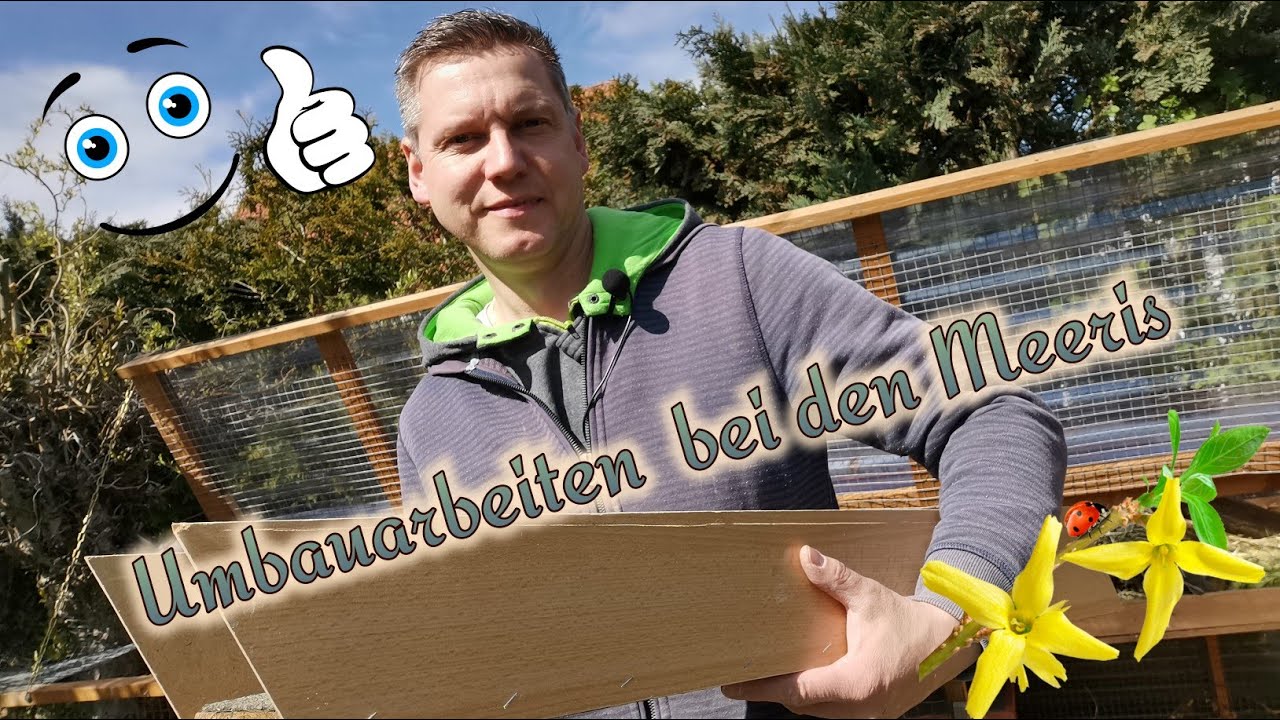 Unfall im Meerschweinchengehege haben Umbaumaßnahmen zur Folge / Wie kann man Rampen sicherer bauen