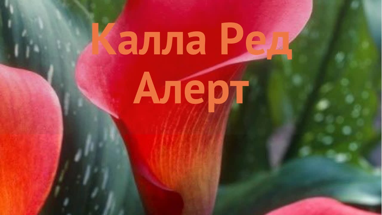 Калла обыкновенная Ред Алерт (calla red alert) 🌿 обзор: как сажать, луковицы каллы Ред Алерт