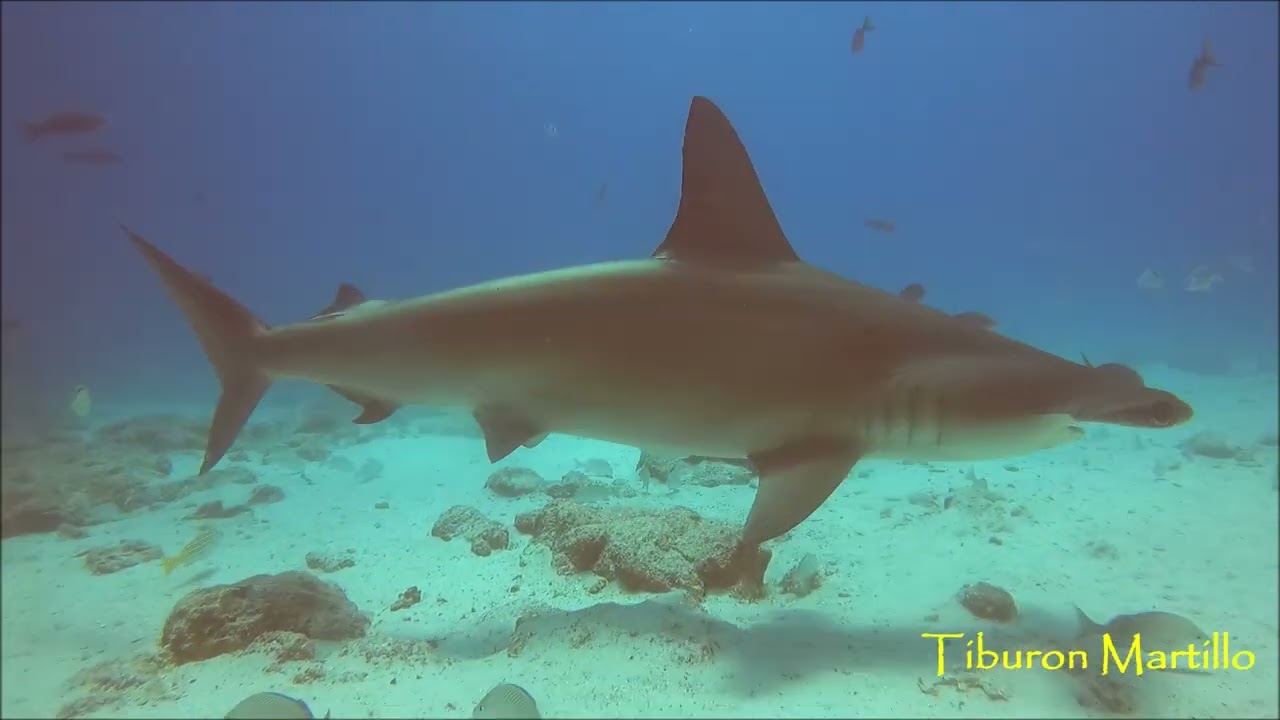Buceo en Galapagos, Mosquera enero 2023