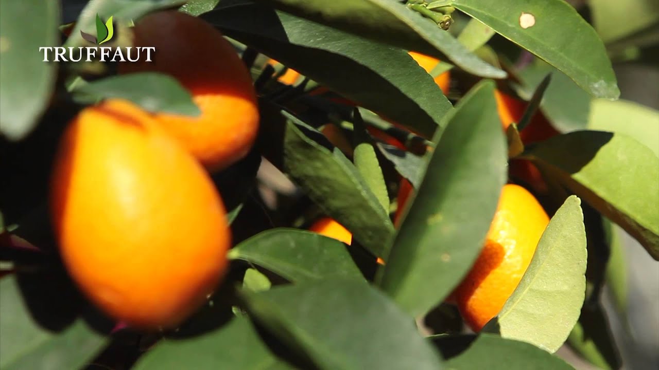 Planter un kumquat en pot- un d&eacute;licieux agrume  -  Truffaut