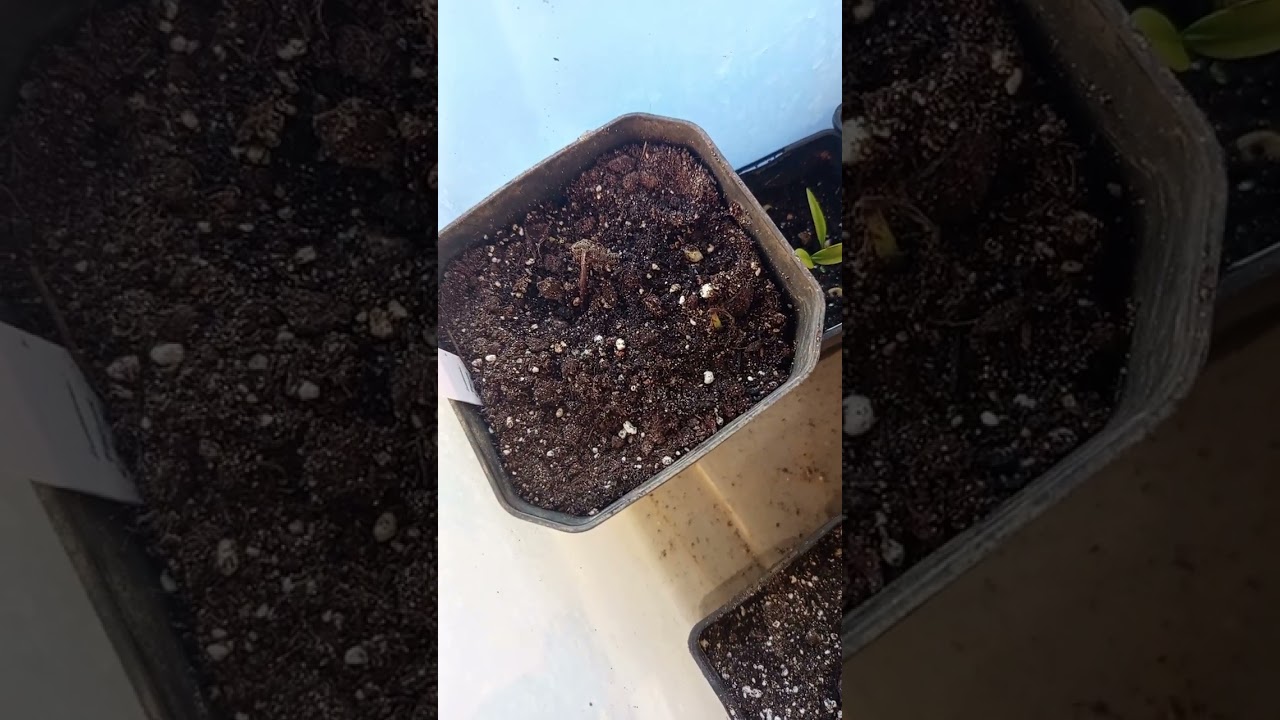 Just another seedlings update.
