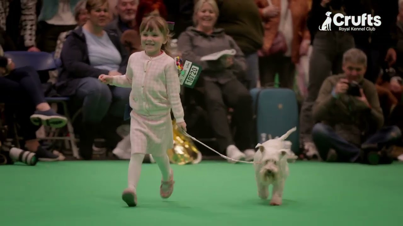 4-letnia Caitlyn prezentuje swojego miniaturowego sznaucera na Crufts Ring | Crufts 2026