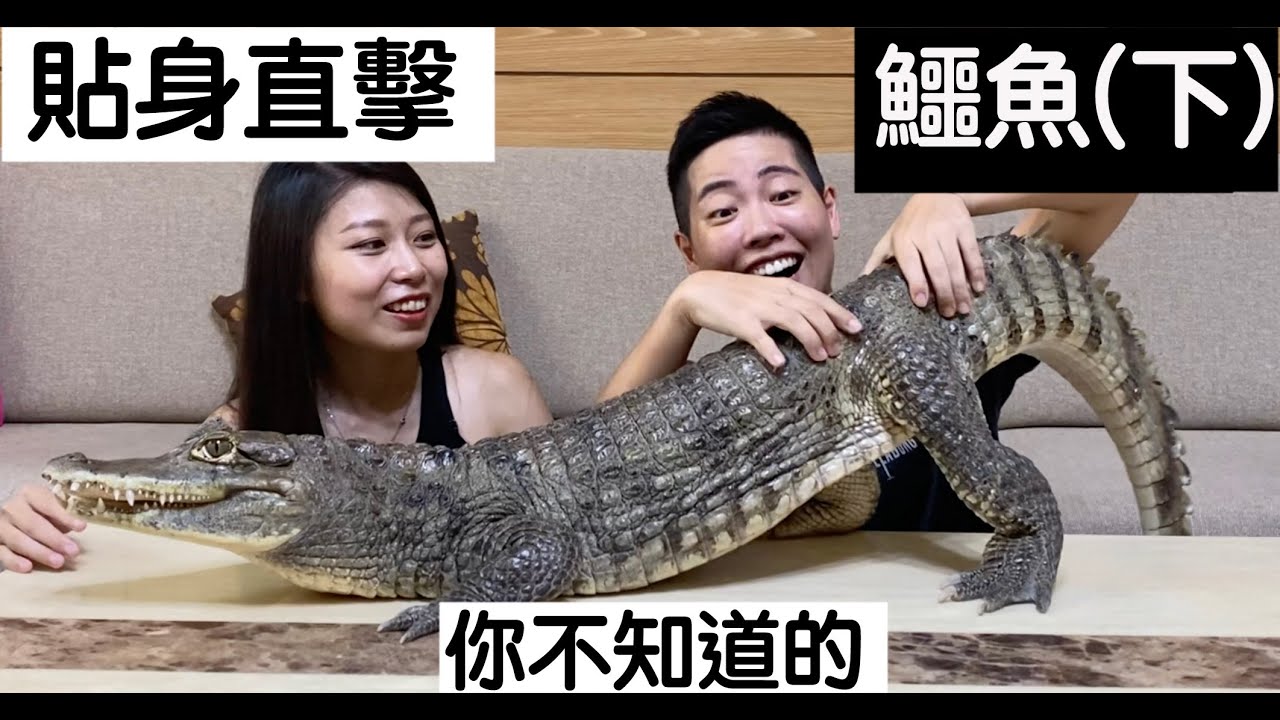 【昆蟲擾西上課了！】貼身直擊 你不知道的鱷魚(下)