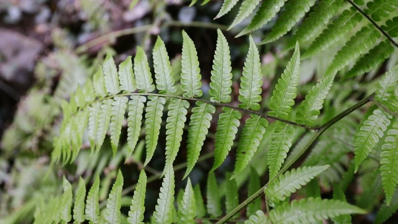 검정비늘고사리-Green twinsorus fern
