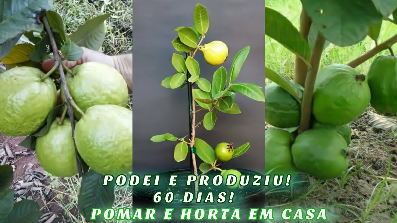 FAÇA UMA PODA ASSIM E OS FRUTOS VIRÃO EM 60 DIAS! GOIABEIRA EM VASOS!🥰🍑😋