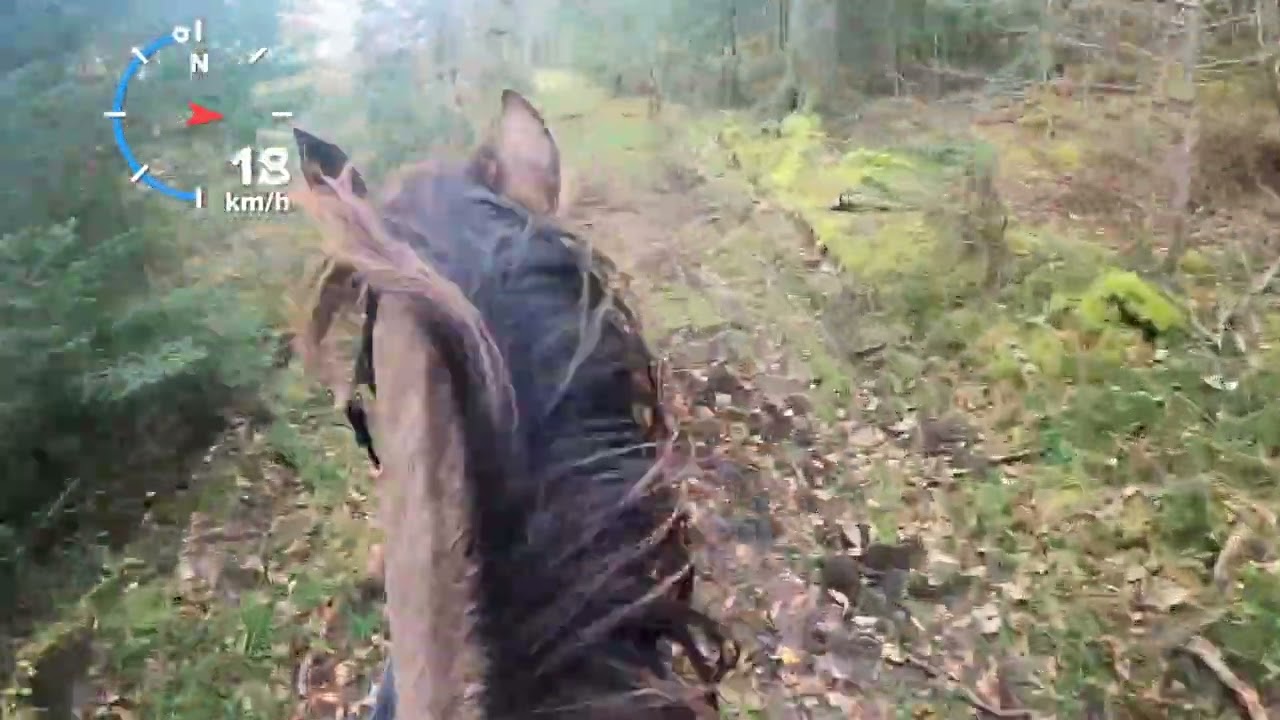 Goprohero9 tur i skoven med Celica og Jake.  #equestrian #gopro #goprohero9 #riding #equestrianlife