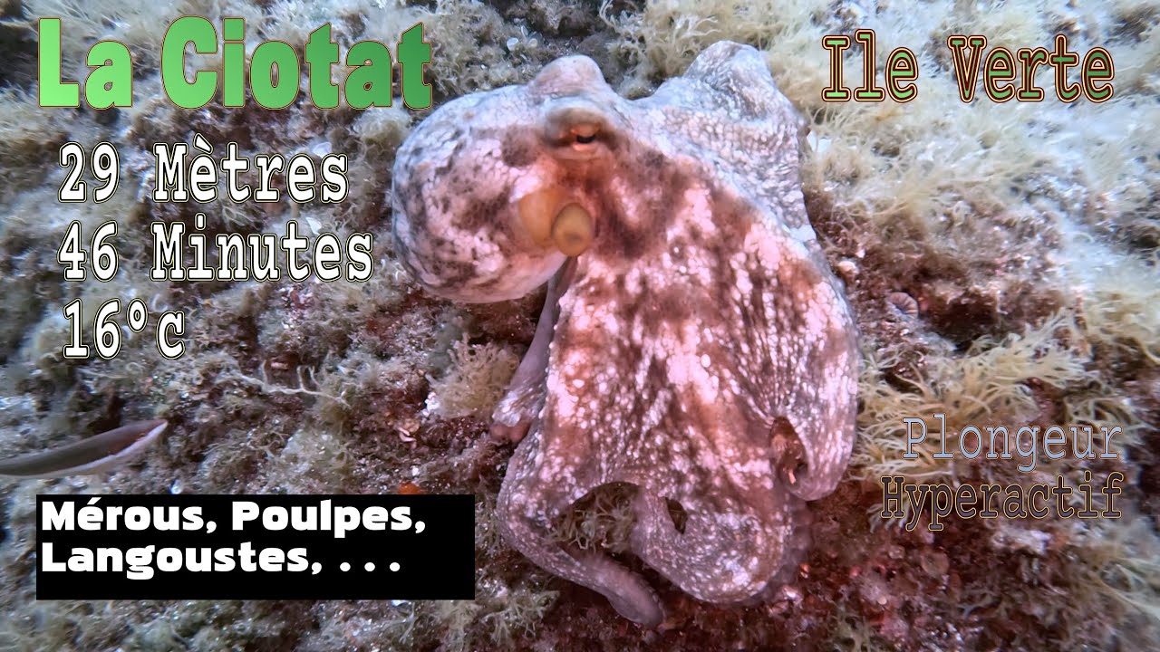 Découverte sous-marine de la Calanque à Juju – La vie explose sous l’Île Verte !