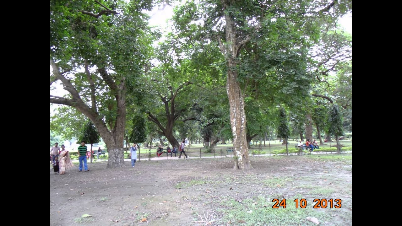 BIG TREES WITH MANY PEOPLE PICTURE