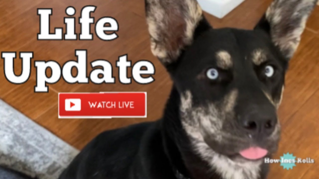 Life Update Live | How Ines Rolls