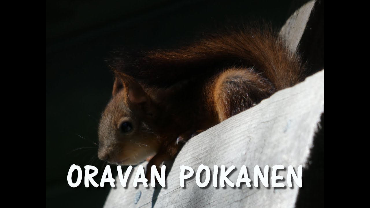 Oravan poikanen