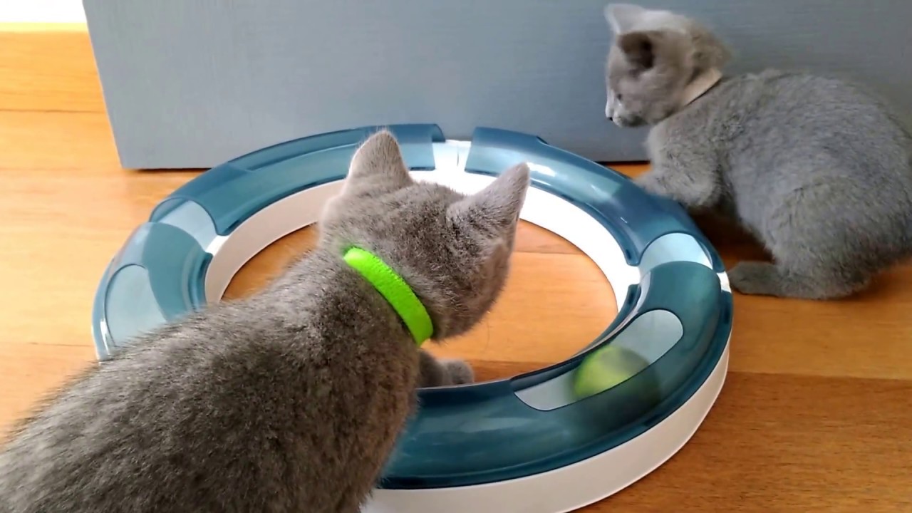 chaton qui joue avec le circuit &agrave; balle, bleu russe