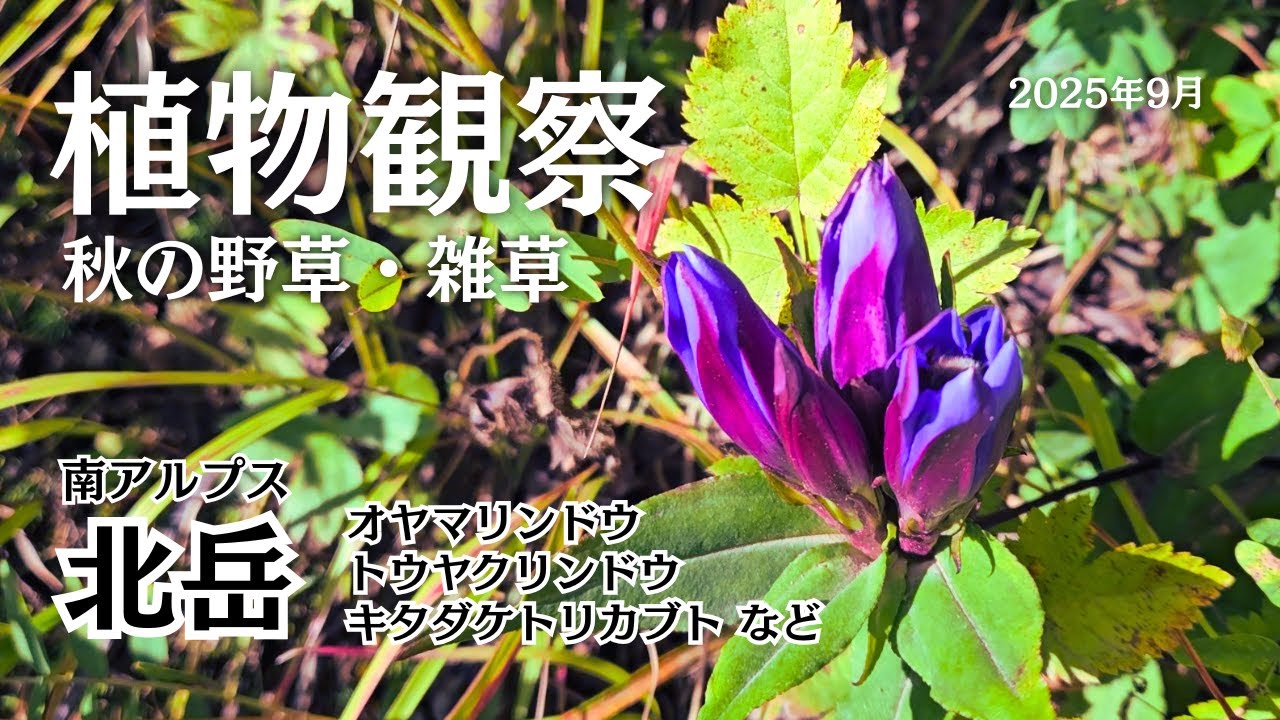 【植物観察】南アルプス 北岳　リンドウを見に行ったけどほぼ終わってた オヤマリンドウ、トウヤクリンドウ、キタダケトリカブト等　2025年9月　秋の野草・雑草