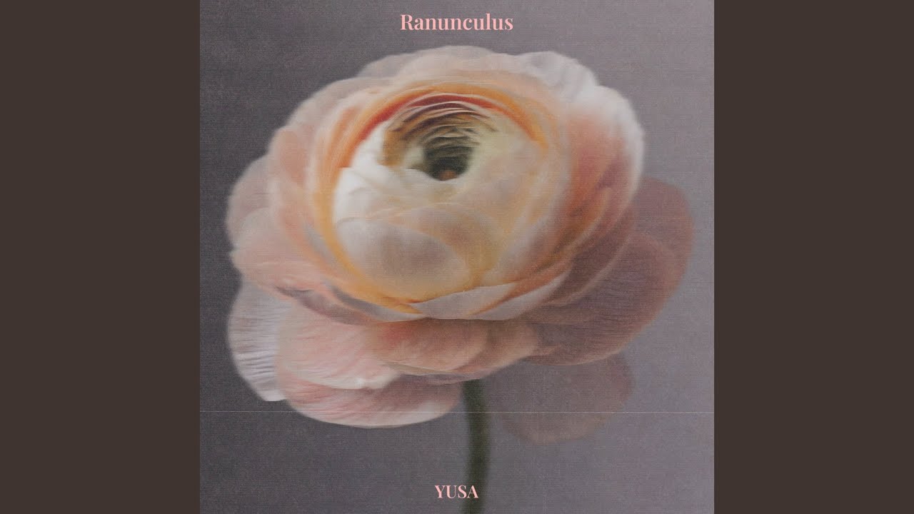Ranunculus