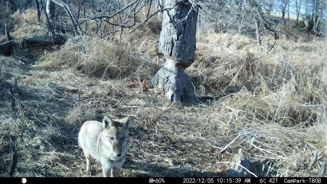 2022 Trail Cam Videos Vol  2 (June to December)