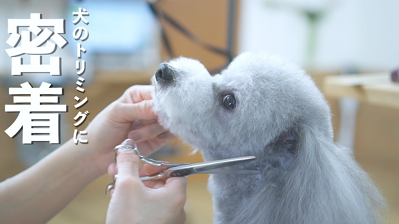 🐶愛犬のトリミングに密着してみたら色々楽しそうで安心しましたw【トイプードル】