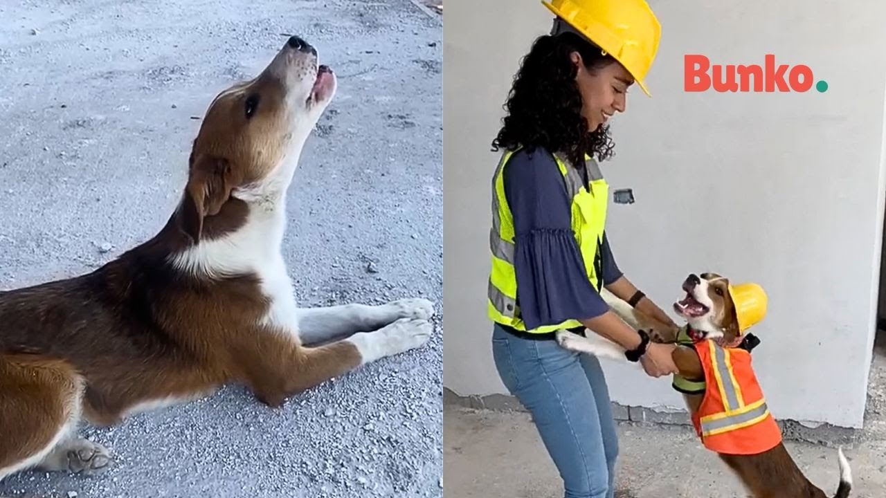 De estar abandonada en una obra, a convertirse en una perrita arquitecta🥹❤️🐾
