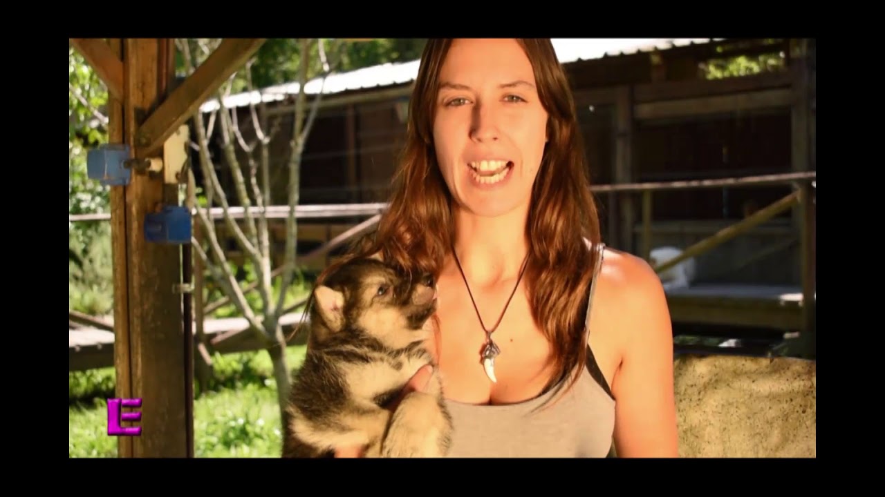 La Encantadora de Lobos - Capítulo 9, para qué sirve el perro lobo