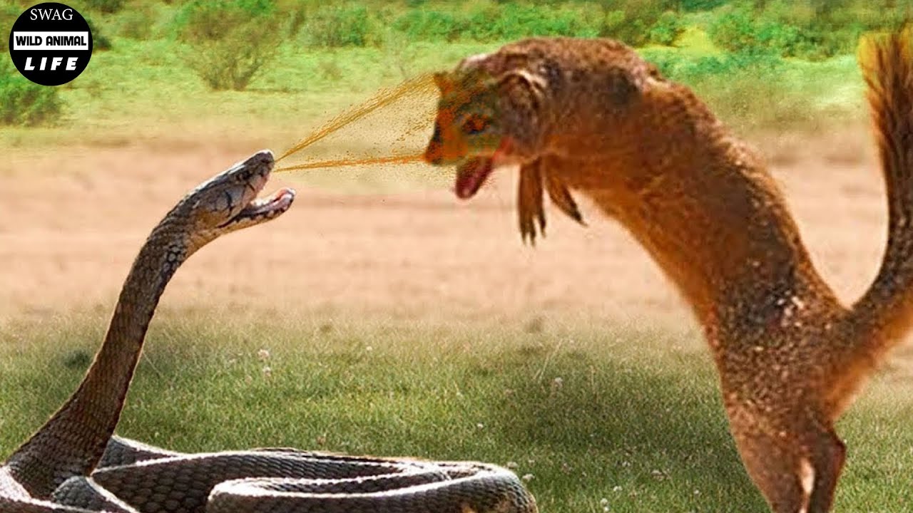 30 Most Exciting Moments of Mongoose vs Black Mamba and King Cobra Fights | Animals Fight
