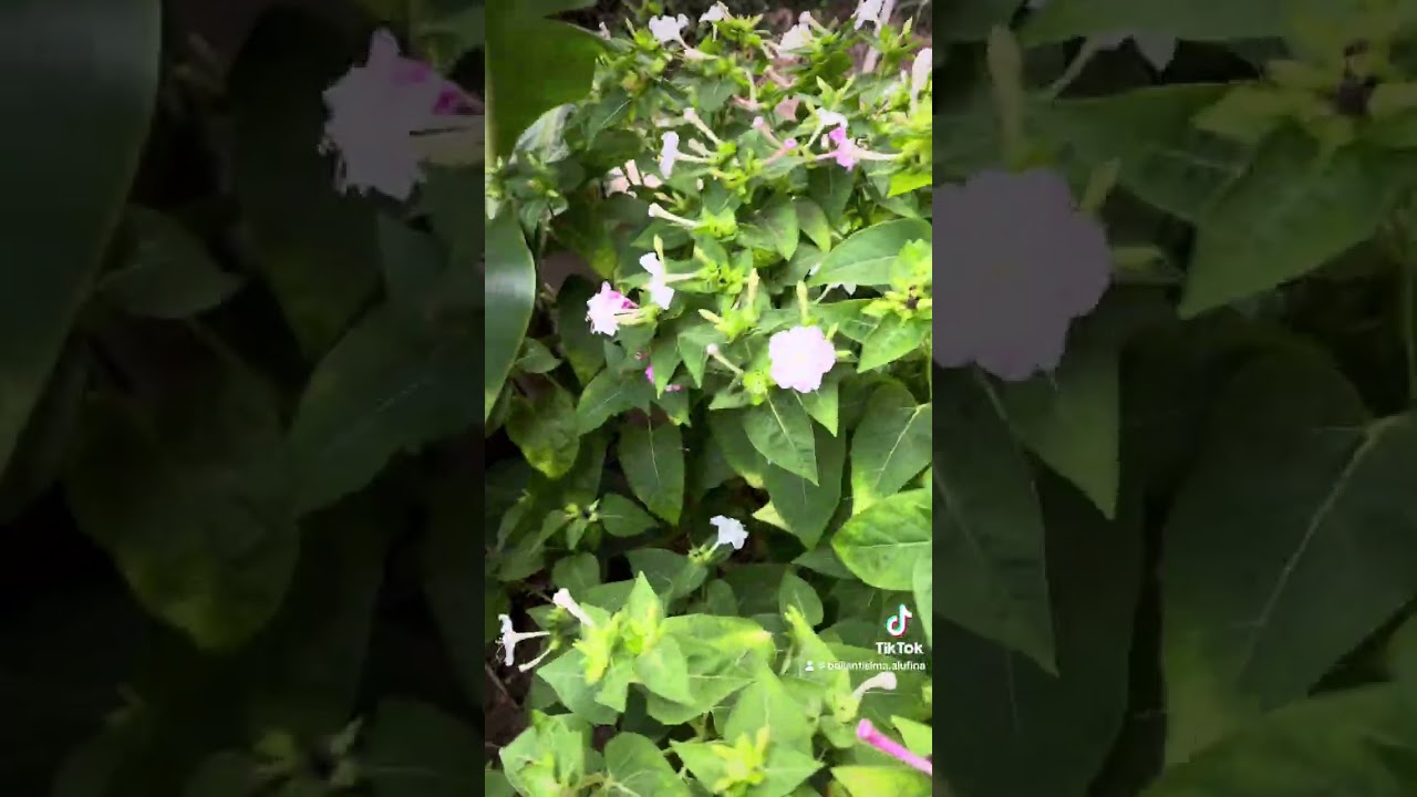 Ba&ntilde;o lustral de flores blancas cascarilla y perfume #viral #foryou
